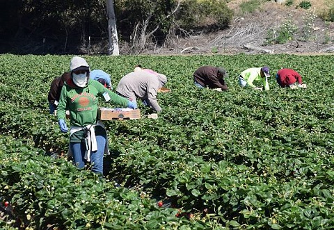 Fruitpicking