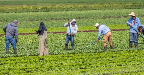 Harvesting